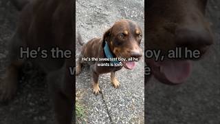 She saved this dog after the hurricane 👏 [upl. by Saleem]