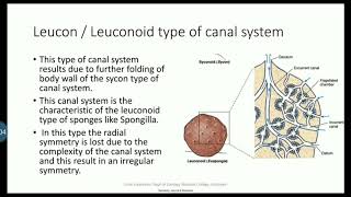 Canal system in Sponges part 3 Leuconoid type and Rhagon typeexplanation in Malayalam [upl. by Ihp]