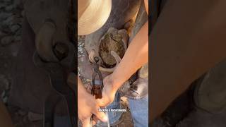 Horse hoof restoration satisfying horsehoof shortsviral horse [upl. by Lleznod]