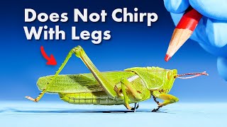 Everything You Didnt Know About Grasshoppers [upl. by Sandry]