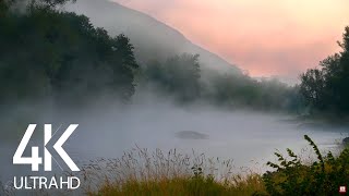 8HRS Gentle River and Cicadas Sounds and Birds Songs  4K Morning Fog on the River Russia [upl. by Srednas925]