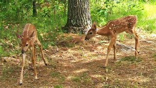 Sweet Twin Fawn Make Cute Bleat Sounds Plus Other Adorable 2024 Fawn fawn deer doe [upl. by Belford815]