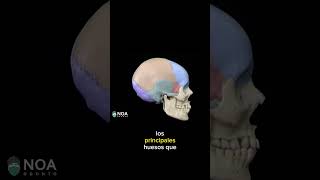 El cráneo está formado por 8 huesos odontologia anatomia creneo huesos hueso cabeza [upl. by Eihcir]