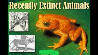 Top 11 Recently Extinct Animals  RECENTLY EXTINCT ANIMALS 2023 [upl. by Krissie]