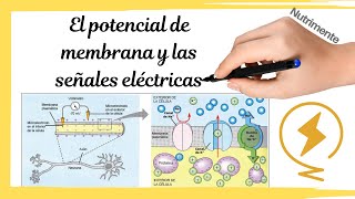 El POTENCIAL DE MEMBRANA y las SEÑALES ELÉCTRICAS de las neuronas [upl. by Saile]