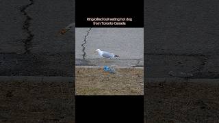 Ringbilled Gull eating hot dog 🦆🦩🐓🦅🦜 [upl. by Shivers535]