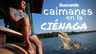 La Ciénaga de la Caimanera  Coveñas Paisaventuras [upl. by Ivz189]