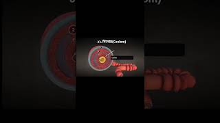 What is Coelom hsc biology 2nd paper chapter 1 biology animated hsc coelom [upl. by Colon281]