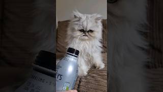 Wilfred has one of those faces that cant hide its feelings 😾 cat cats funnyshorts funnypets [upl. by Novyaj73]