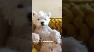 My Westie loves his personal space but 😅  Funny dog shorts [upl. by Floridia]