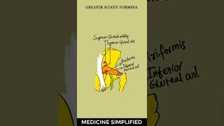 Structures Passing Through Greater Sciatic Foramen  Greater Sciatic Foramen Contents anatomy [upl. by Appolonia]