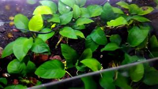 anubias barteri roundleaf dan petite [upl. by Lepper]