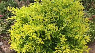 Plant Review Duranta erecta Cuban Gold a fantastic container plant with golden foliage [upl. by Irv478]