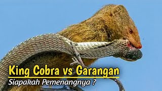 Merinding  Pertarungan Sengit King Cobra Versus Garangan [upl. by Mateusz348]