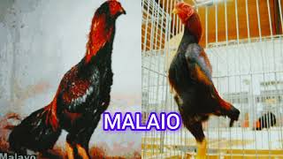 O GALO COMBATENTE MALAIO [upl. by Htial]