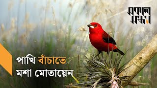 হেলিকপ্টার থেকে কোটি কোটি মশা ছাড়া হচ্ছে I Honeycreeper I Mosquito I Hawaii I Shokal Shondha [upl. by Osicnarf]