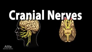 Cranial Nerves Basic Anatomy Functions Effects of Damage and Clinical Tests Animation [upl. by Lien]