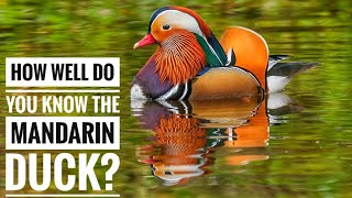 Mandarin duck  Description Characteristics and Facts [upl. by Ethelin]