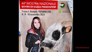 44a MOSTRA NAZIONALE BOVINI RAZZA PIEMONTESE E MOSTRA CAMPANACCI A FOSSANO CN SAB 9  11  2024 [upl. by Ariane]