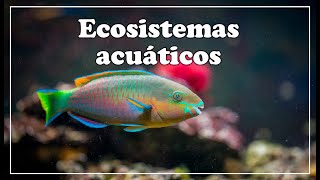 ¿Qué son los ecosistemas acuáticos ║ ¿Qué tipos de ecosistemas acuáticos existen [upl. by Hluchy162]