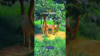 The Indian rajya Uttar Pradesh and Bihar Jharkhand please live video shorts villagelifevlogs [upl. by Noerb]