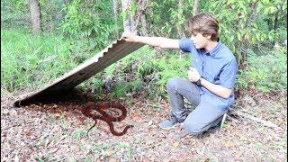 How to find snakes in AUSTRALIA HD [upl. by Spanos]