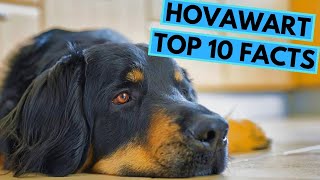 Hovawart  TOP 10 Interesting Facts [upl. by Nnayrrehs137]