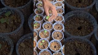 Plantation of Hollyhock Flower Seedling on Cup From Seedling Tray seasonalflowers youtubeshorts [upl. by Milak]