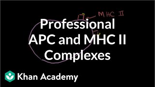 Professional antigen presenting cells APC and MHC II complexes  NCLEXRN  Khan Academy [upl. by Artiek]