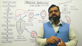 Class Trematoda English medium profmasoodfuzail Life cycle of Liver Fluke  Fasciola hepatica [upl. by Mccreery]