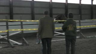 Banderas Approved Oldenburg Stallion Free Jumping [upl. by Reynolds598]