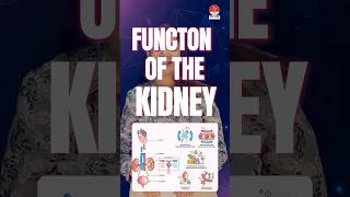 Mnemonics for functions of the kidney by Dr Apurva  NORCET 70 amp 80  NNL ONE  Nusing Next Live [upl. by Varrian]