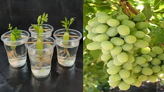 Simple method propagate grape tree with water growing grape tree at homeबढ़ता हुआ अंगूर का पेड़ [upl. by Jasmin]