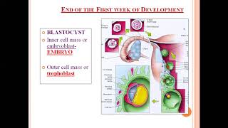 Embryology Bilaminar embryonic disc [upl. by Adlesirg420]