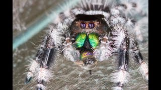 Regal jumping spider mating eggs and babies Phidippus regius [upl. by Quiteria]