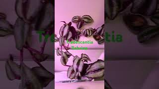 Tradescantia Zebrina grown in hydroponics plants indoorgardening hydroponics plantlover [upl. by Julina]