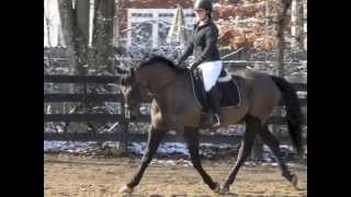 Stonehurst January Dressage Show 2015 [upl. by Aihsatal]