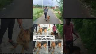 ADOPT A PETSAVE LIVES  Dog Shelter Home  Agra Dog NGO  Dog Rescue Videos  Dog Adoption In Agra [upl. by Frans]