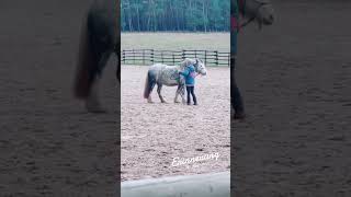 Horsemanship leicht erklärt horsemanship horse horsefan tutorial [upl. by Boycie]