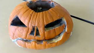 Halloween pumpkin moulds and collapses on itself on 4th day after hollowing out [upl. by Naida]