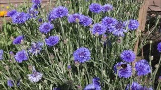 How to Grow Cornflowers from Seed [upl. by Corliss]