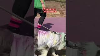 colourfrenzy animalrescue rusty puppy funny shorts videoshorts pets dog [upl. by Claman75]