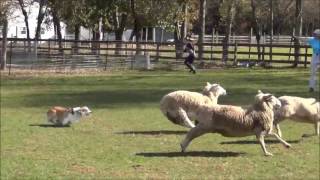 Corgi Flynn Passing His Sheep Herding Instinct Exam [upl. by Aehcim]