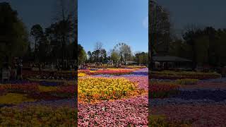 Floriade 2024 Canberra shrots youtubeshorts travel [upl. by Laet527]