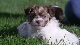 Leroy Burkholders Havanese Puppies [upl. by Razatlab]