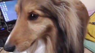 【可愛いシェルティ】ももちゃんゆずちゃんの日課4Cute SheltieDaily routine of Sheltie [upl. by Halbert]