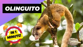 Olinguito  In 1 Minute 🐒 One Of The Cutest And Exotic Animals In The World  1 Minute Animals [upl. by Erdnael]