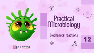 12 Biochemical reactions 1 Saccharolytic amp Proteolytic activity [upl. by Pirozzo]