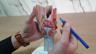 Anatomy of larynx on model [upl. by Tnarb]