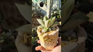 Haworthia Retusa Milky Way  bikolanahardinera shortvideo haworthia succulent [upl. by Glad]